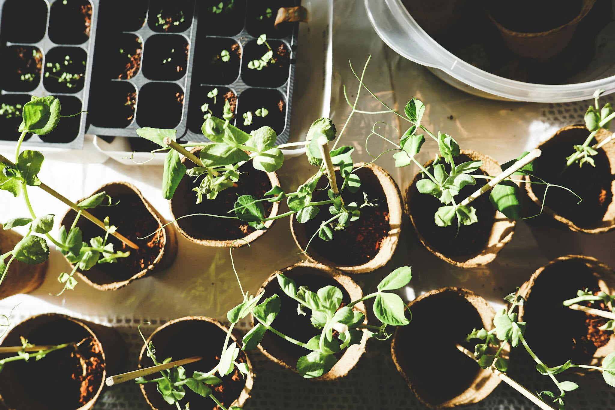 Micro-Gardening as a Radical Act of Slowing Down_VERGE Lifestyle Magazine