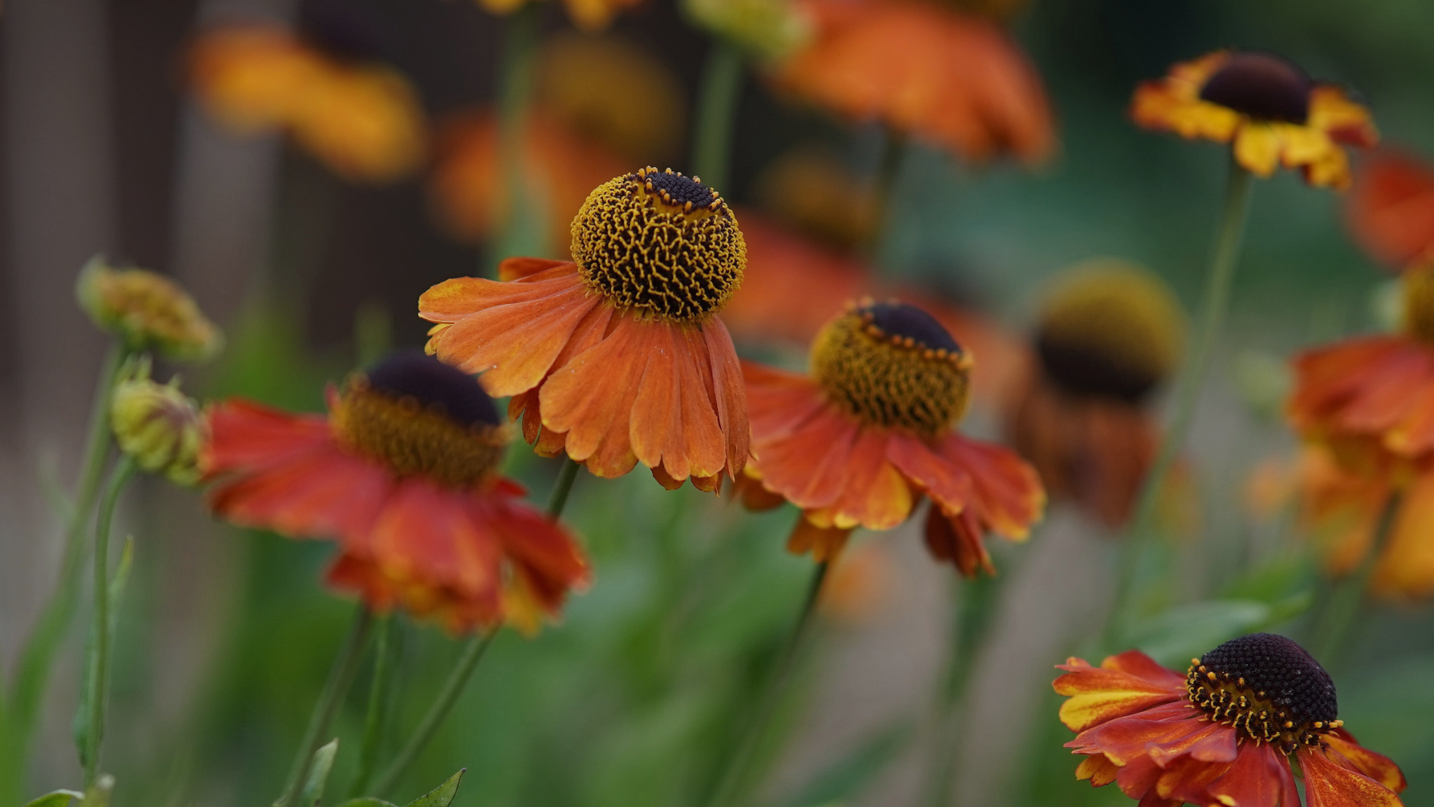 Close-up of orange coneflowers with dark brown centers and green stems in a blurred natural setting_Nonfiction Books for Personal Growth