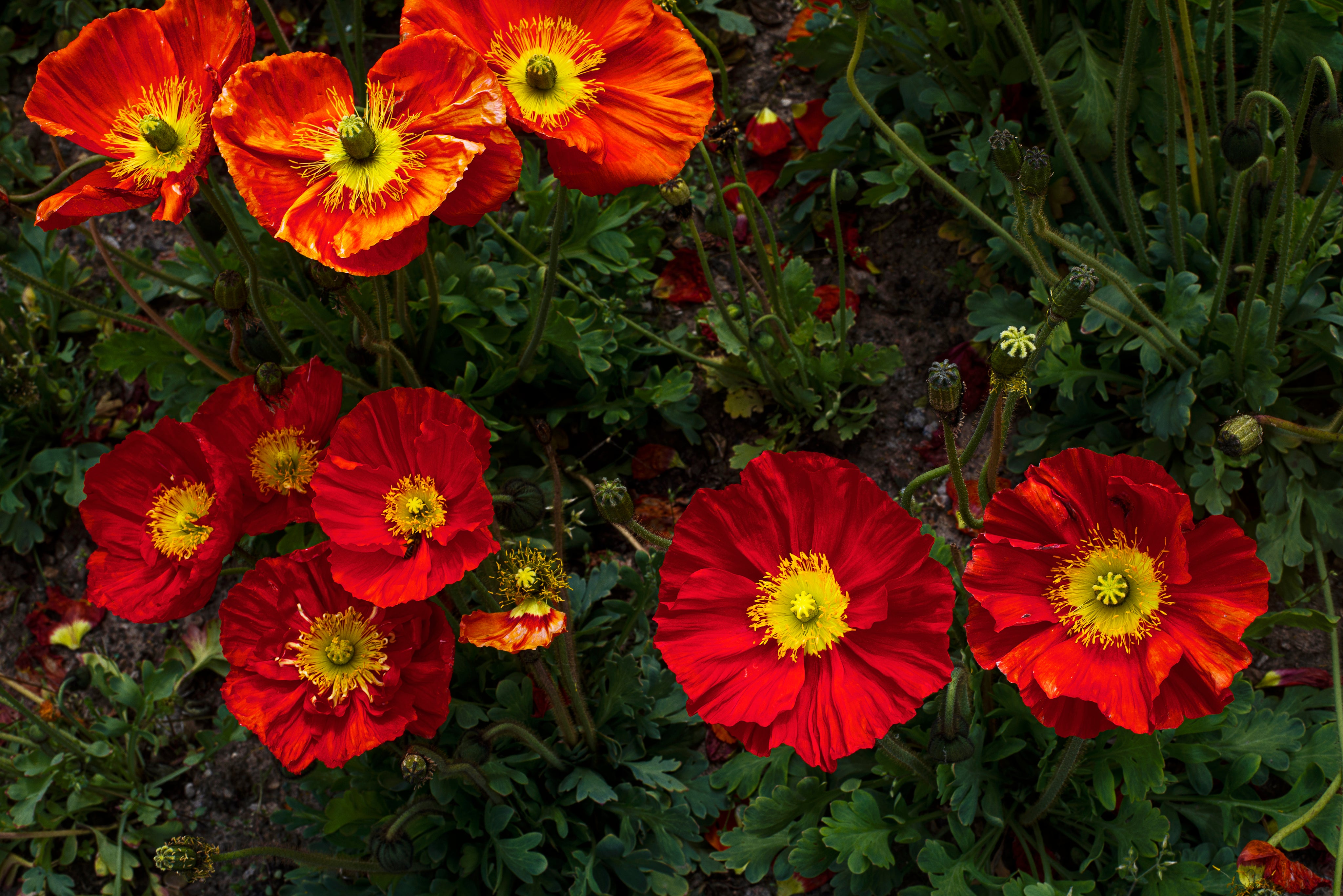 red and yellow flower circles_VERGE Lifestyle Bookstore_Personal Growth_Nonfiction Books_August Book Reads